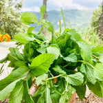 Dried Mint Leaves from Himalayas