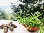 Dried Rosemary Leaves from Himalayas